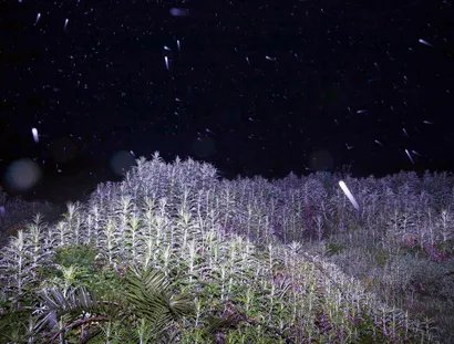 Sitting_On_A_Cornflake 2017/2025