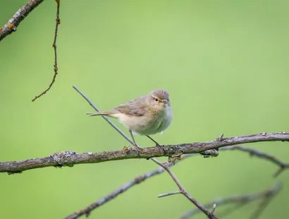 Der Zilpzalp gehört zu den Vogelarten, die den Winter in der Region verbringen.