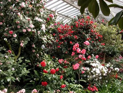 Kameliengewächshaus, Innenansicht