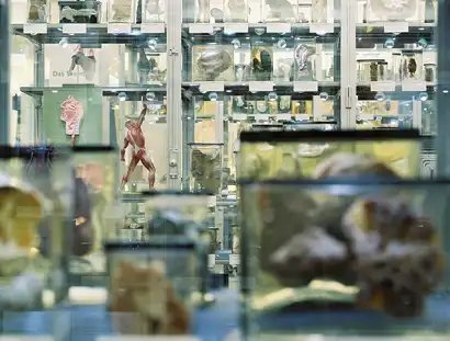 Berliner Medizinhistorisches Museum der Charité, Präparatevitrinen Dauerausstellung "Dem Leben auf der Spur", Rudolf-Virchow-Sammlung Feucht- und Trockenpräparate