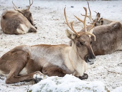Winter im Zoo