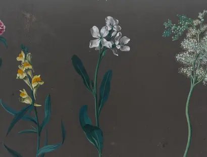 Johann Christian August Birnbaum, Blumenstudien, Detail, 8. Juli 1781 und 18. August bis 1. September 1782, Gouache auf graugrundiertem Papier