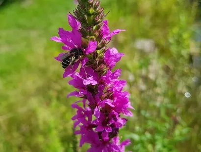 Wildbiene an Blutweiderich