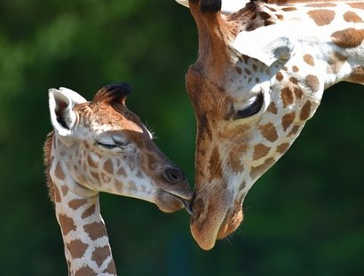 Zwei Giraffen