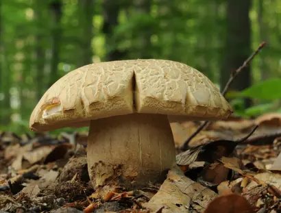Pilz im Wald