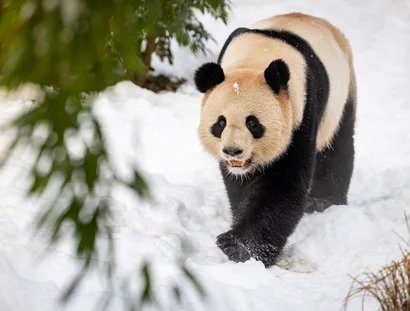 Advents- und Wintertouren im Zoo Berlin