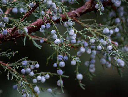Fit durch den Winter - mit Kräuterkraft