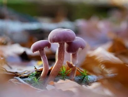 Pilze