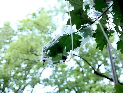ONE TREE ID