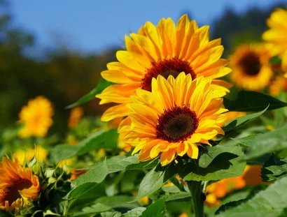 Sonnenblumen