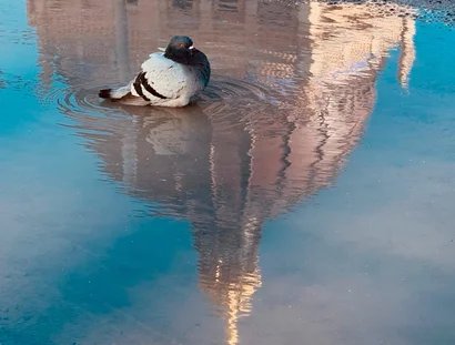 Taube badet in einer Pfütze mit Spiegelung der Kuppel des Humboldt Forums