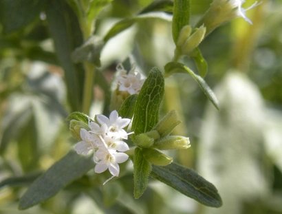 Botanischer Garten Berlin