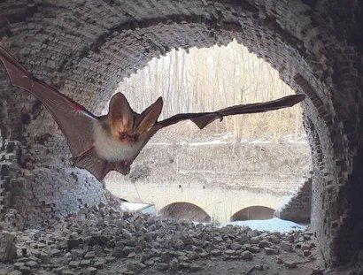 Fledermaus