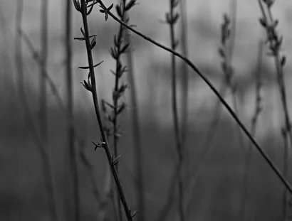 Herbstzeitlos