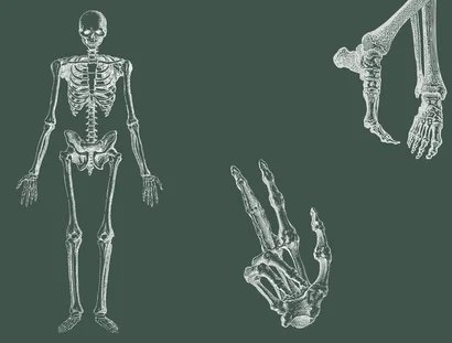  Anatomie von Kopf bis Fuß