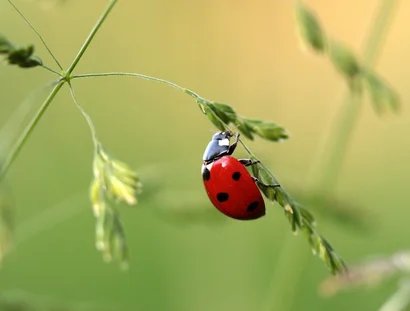 Marienkäfer am Grashalm