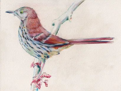 Drawing by Mark Beasley, commissioned by designer Stuart Bertolotti-Bailey for The First Songs LP, 2026. Courtesy of the artists