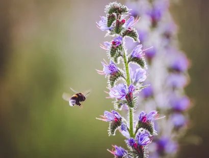 Notizbuch Natur – Kreativworkshop für Schulklassen 5–10