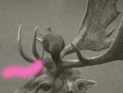 Deer-Bird Duo I, 2026