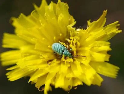Sechs Beine, große Wunder - Wieseninsekten