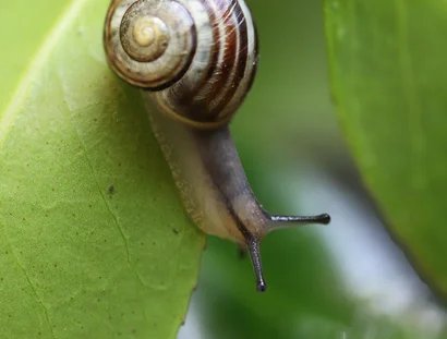 Mollusken des Spreeparks
