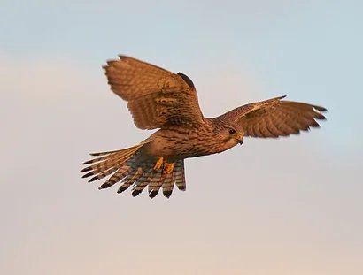 Greifvogel