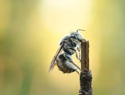 Das wilde Summen des Tempelhofer Feldes - Spannende Einblicke in das Leben der Wildbienen