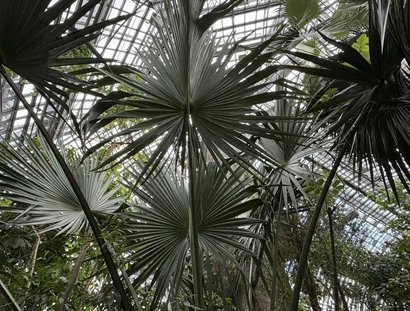 Palmen Tropenhaus