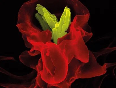 Immunsystem in Aktion
