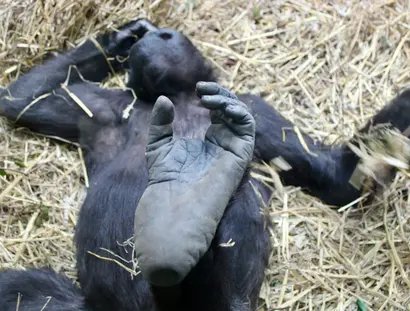 Westlicher Flachlandgorilla (weiblich) im Zoo Zürich 2024
