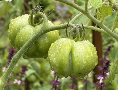 Tomatenpflanze