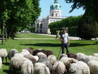 Schafe im Schlossgarten Charlottenburg