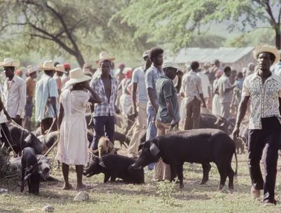 The Creole Pig