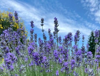 Lavendelblüten
