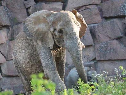 Afrikanischer Elefant im Tierpark Berlin