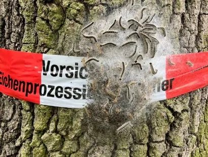 Eichenprozessionsraupen in Berlin, 2026.