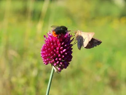 Die Welt der Wildbienen und Falter – eine Exkursion am Hahneberg