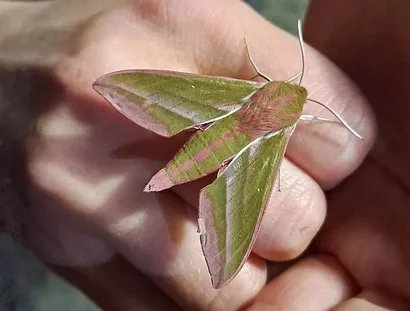 Die verborgene Welt der Nachtfalter auf dem Tempelhofer Feld