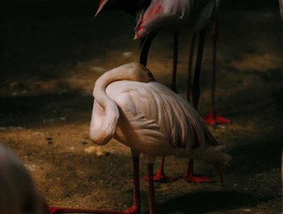Kneeling Flamingo, 2026