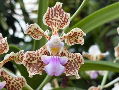 Orchidee im Botanischen Garten Berlin