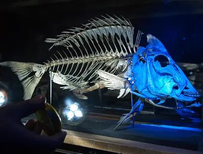 Skelett eines Fisches, beleuchtet von einer Taschenlampe