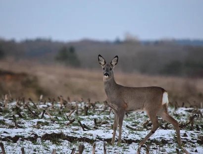 genid-f342301f14474fc8842de2d7e60cbf847166395-b11