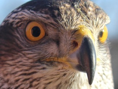Greifvogel aus der Nähe fotografiert