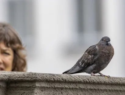 KOMISCHE VÖGEL