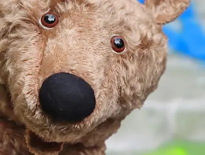 Faulbär büxt aus