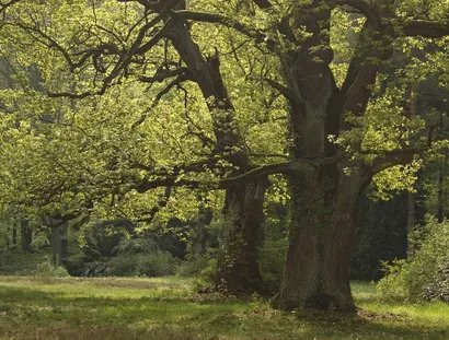 Alte Eichen auf der Pfaueninsel
