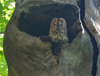 Veranstaltungen in Berlin: Das Wildtierparadies Pfaueninsel: Wildtiere und Greifvögel auf der Pfaueninsel