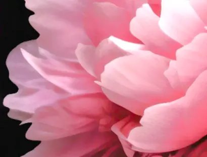 Blüte einer Pfingstrose