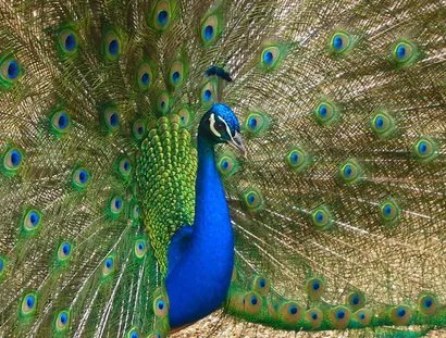 Pfau auf der Pfaueninsel