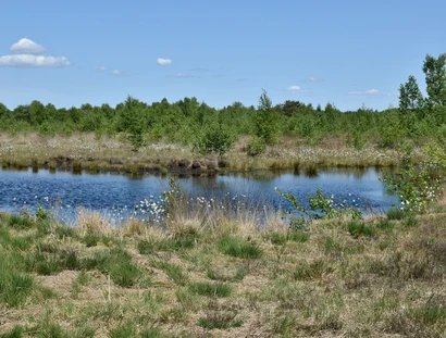 Moorlandschaft